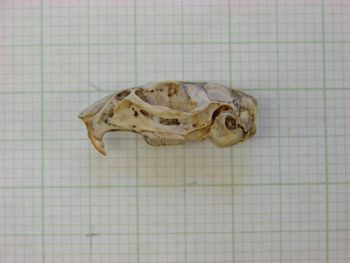 Media type: image;   Mammalogy 31272
